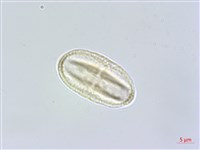 白花前胡藏品圖，第3張