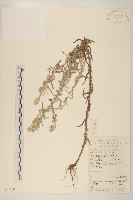 秋鼠麴草藏品圖，第1張