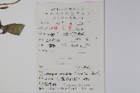 羊乳、四葉參藏品圖，第2張