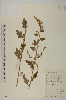 角菜、珍珠菜藏品圖，第1張