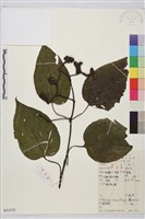 枳椇藏品圖，第1張