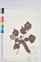 白背葉藏品圖，第1張