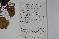 樺葉莢迷、玉山莢迷藏品圖，第2張