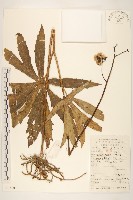 兔兒傘藏品圖，第1張