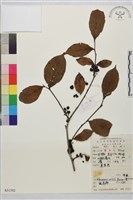 凍綠藏品圖，第1張