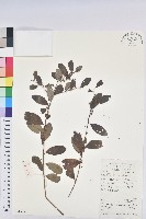 葉底珠、市蔥密花葉底珠藏品圖，第1張