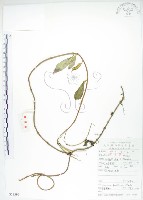 石吊蘭、吊石苣苔藏品圖，第1張