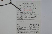 松田氏莢迷、宜昌莢迷藏品圖，第2張