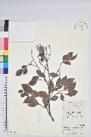 米飯花藏品圖，第1張