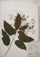 大青藏品圖，第1張