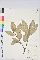 苦櫧栲藏品圖，第1張