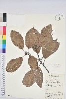 登錄號:S051618藏品圖，第1張