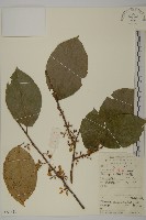 灰葉南蛇藤藏品圖，第1張