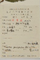 灰葉南蛇藤藏品圖，第2張