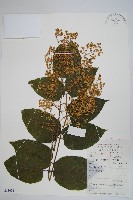 蔥木藏品圖，第1張