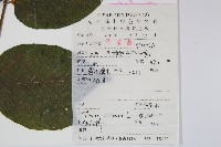 蔥木藏品圖，第2張