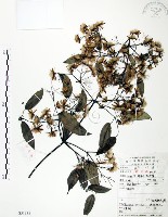 柱果鐵線蓮藏品圖，第1張