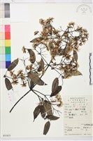 柱果鐵線蓮藏品圖，第2張