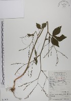 鴨兒芹藏品圖，第1張