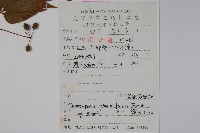 吳茱萸五加藏品圖，第2張