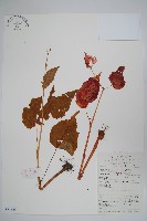 中華秋海棠藏品圖，第1張