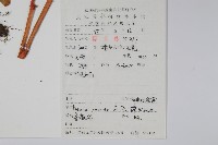 中華秋海棠藏品圖，第2張