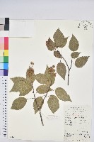 扛香藤藏品圖，第1張