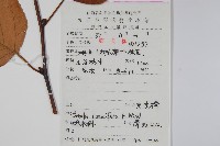 亮葉樺藏品圖，第2張