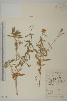 登錄號:S051670藏品圖，第1張