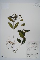 杜根藤藏品圖，第1張