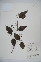 松田氏莢迷、宜昌莢迷藏品圖，第1張