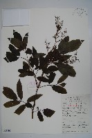 冇骨消藏品圖，第1張