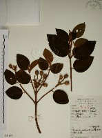 野牡丹藏品圖，第1張