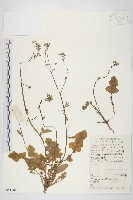 黃鵪菜藏品圖，第1張
