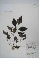 少花馬藍藏品圖，第1張