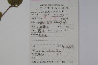 下江忍冬藏品圖，第2張
