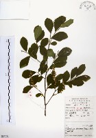 灰木藏品圖，第1張