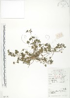 蛇莓、地莓、龍吐珠藏品圖，第1張