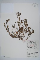 附地菜藏品圖，第1張