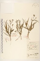 齒緣苦實藏品圖，第1張