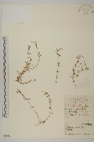 傘花繁縷藏品圖，第1張