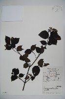 樺葉莢迷、玉山莢迷藏品圖，第1張