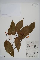 樟葉槭藏品圖，第1張