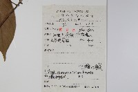 樟葉槭藏品圖，第2張