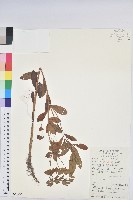 長圓葉大戟藏品圖，第1張