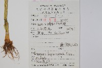 睫毛萼鳳仙花藏品圖，第2張