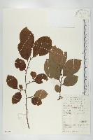 油柿藏品圖，第1張