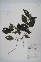 少花馬藍藏品圖，第1張