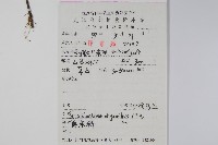 少花馬藍藏品圖，第2張