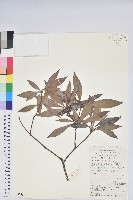 美麗馬醉木藏品圖，第1張